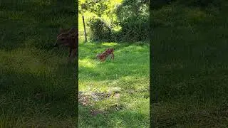 Backyard Playmate
