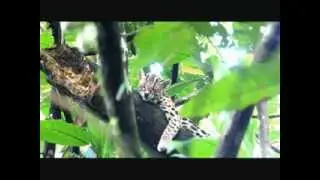 Tigrillo Caucel - Margay - Leopardus wiedii