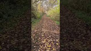 POV: Quiet Walk in a German Forest | ASMR