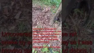 Tennessee Rat Snake moved to safety - non venomous pest control that you want to have around