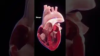 Lab dub #lobdub heart beat