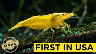 This Is A Huge Moment For USA Shrimp Keepers