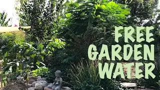 I Get FREE WATER for My FRUIT TREES & GARDEN