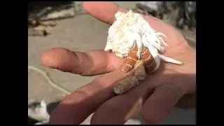 APRENDE A CULTIVAR SETAS DE OSTRA (Pleurotus Ostreatus) EN TU JARD&Iacute;N