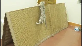 Cat vs High jump challenge