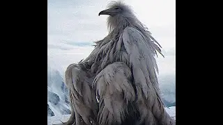 OPIUM BIRD x EROSION BIRD x AMBIENT x 2027 TYPE BEAT