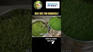 Sprouting Seeds for Cockatiels #love #cute #cockatiel