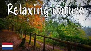 Walk through COZY Dutch forest, Rhenen | Soothing Nature Sounds in the Netherlands