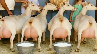 दुनिया की सबसे ज्यादा दूध देने वाली बकरी | Highest Milk Producing Goat | Saanen Goat
