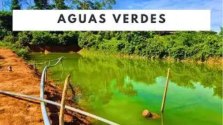 Peligro para mis peces: aguas verdes y ox&iacute;geno bajo ☠️