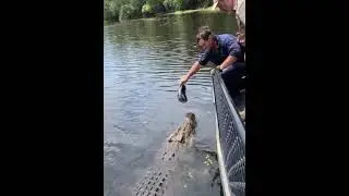 crocodile jumping up and catch the cap🎩 😘beautiful crocodile