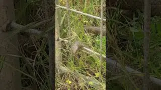 brown snake