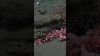 40 potential new species discovered off Argentinian coast 🪸🦞