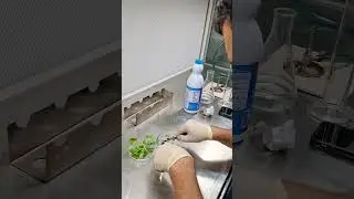 Tissue culture procedure at Banana plant. Tissue culture work at UPM crop science lab.