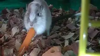 gerbil loves its carrot