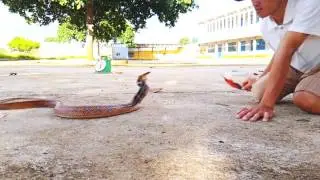 Cận cảnh rắn hổ ngựa (review the radiated rat snakes)