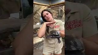 This snake neck turtle was well behaved just long enough for me to show you his beautifully cute f..