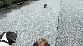 Old Dog and New Dog Meet Wild Animal!