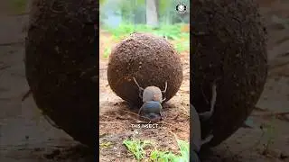 Навозный жук 💩 выкапывает какашки ради выживания!