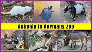 ஜெர்மனி மிருகக்காட்சிசாலையில் விலங்குகள் | Animals in Germany zoo | TMTN | MyJDRR