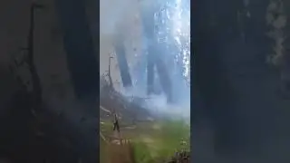 Felling Hazard Trees with Dymamite. #dynamite #explosion #arborist #shorts #viral