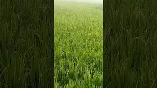 Paddy plant( ধানগাছ)  and plant nursing sheaf of paddy🌾🌾grain of rice# viral# shorts# viral shorts
