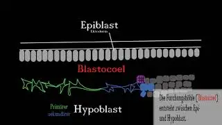 Amniotenentwicklung - Furchung, Gastrulation, Blastozyste, Plazenta...