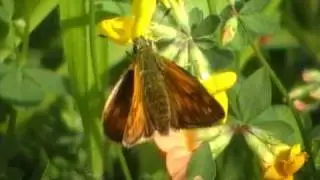 Large Skipper