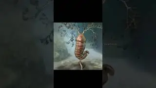 The Paleozoic era. #prehistoric #extinctanimals #prehistoriccreatures #hallucigenia #opabinia #life