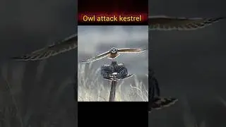 (the best) Owl vs kestrel