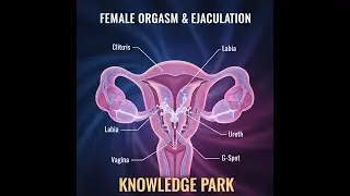 Female Orgasm & Ejaculation Explained A Sexy Guide #orgasm #ejaculation #female #science #biology