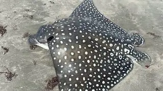 CHEGADA DAS CANOAS NA PRAIA DE BITUPIT&Aacute;! MANH&Atilde; DE MUITOS PEIXES #peixe #bitupita