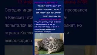 Индийский дикобраз прорвался в Кнессет. Новости на иврите