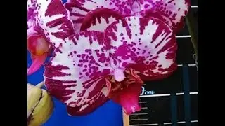 Орхидеи: новая орхидея в моей коллекции Dtps.Lianher Focus