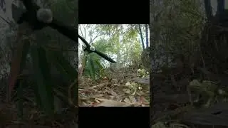 Two Frog And Eagle vs Scorpion Part-5 Top Video | Youtube Short #shorts #frog #eagle