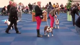 Netherlands Bull Terrier Club International weekend  2014 Intermediate Bitches placings
