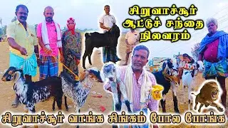 சிறுவாச்சூர் ஆட்டு சந்தை | Siruvachur aattu santhai | siruvachur goat market | aadu valarpu |velladu