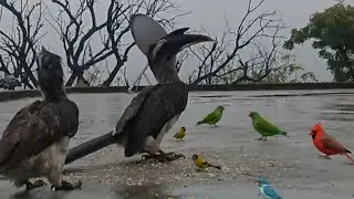 सुहानी सुबह और चहचहाते पक्षी 🌦️🕊️पक्षियों के साथ एक खूबसूरत सुबह 🐦✨ | Nature's Morning Harmony
