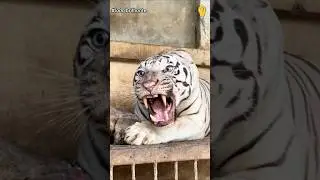 RUGIDO DO LE&Atilde;O VS RUGIDO DO TIGRE #animais #incr&iacute;vel #curiosidades #animais