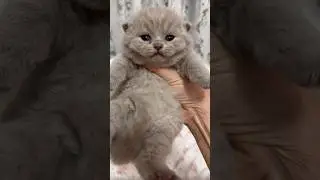 Meow 😻 #kitten #kitty #britishshorthair #britishshorthairkittens #cat