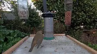 Live stream from a garden bird feeding Station in Cobh County Cork Ireland.
