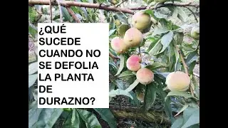 &iquest;QU&Eacute; SUCEDE CUANDO NO SE DEFOLIA LA PLANTA DE DURAZNO?