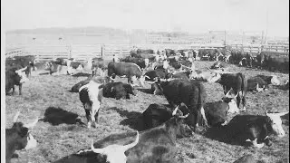NineNorth Spotlight:  History of the New Brighton Stockyards