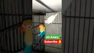 parblue opline|Albino red eyes|love birds|breeding season|2022|2023