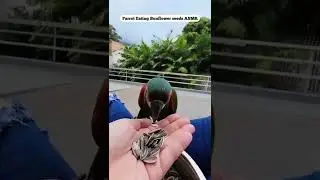 Parrot Eating Sunflower seeds, satisfying video | ViralCub