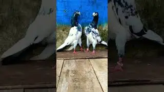 Importowany pluszowy gołąb 🕊️ | Rzadki gołąb piękności | Najdroższy pluszowy gołąb
