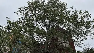 Large fully evergreen Sweetbay Magnolia