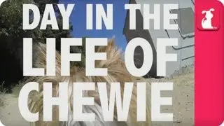Day in the Life - The Chewie Show