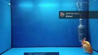 16/6/22 maxxim live bid