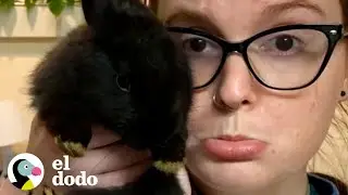 Mujer rescata 2 conejitos y termina con 10 | ¡Adóptame! | El Dodo